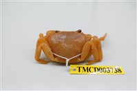 藏品(拉氏清溪蟹)的圖片